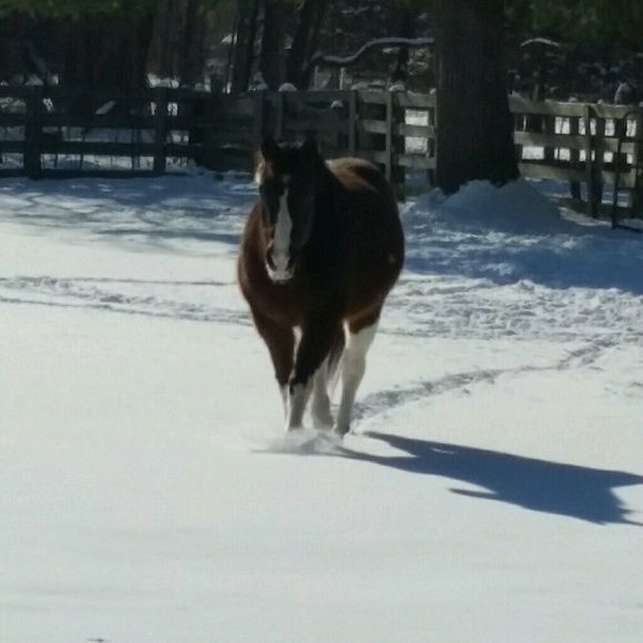 Meet your Posher, Emma - Picture 1 of 1